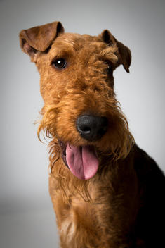 Jayden, a 1 year old Airedale Terrier, poses for a portrait at the Hotel Pennsylvania in New York City two days before the 137th Westminster Kennel Club Dog Show on Saturday, February 9, 2013. This was Jayden\'s first trip to Westminster.