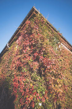 Germany, Hamburg, Jenischpark, Ivy growing on wall