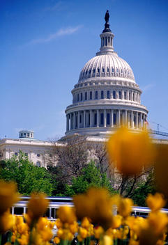 Yellow Tulips In Bloom In Front Of The Capitol Building, Washington Dc, Usa.