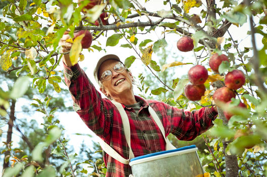 John Bunker of Super Chilly Farm picks apples up in a tree