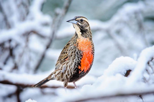 Loica bird in the snow