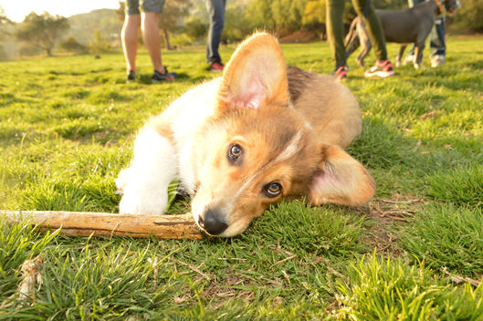 An adorable Corgi puppy rolls in the grass at the dog park with a stick in his mouth.