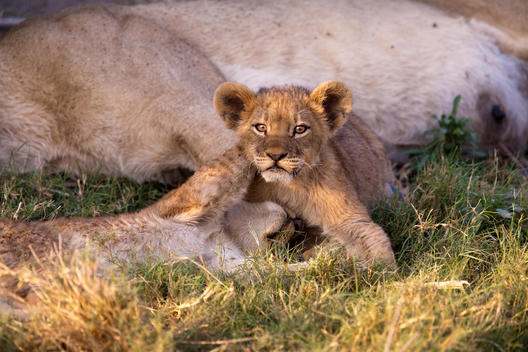African lion cubs, Botswana