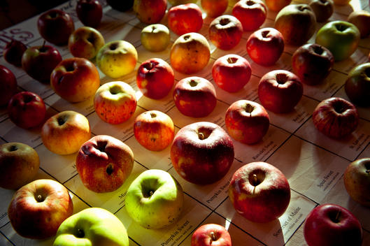 Apples lined up for classification