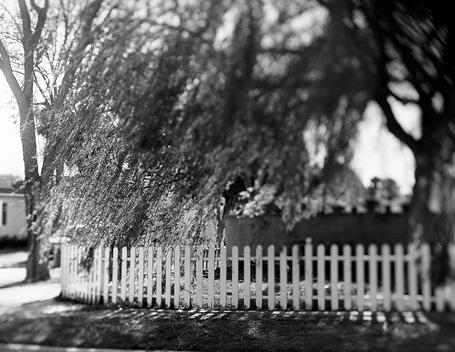 White picket fence and willow tree in a suburban neighborhood.