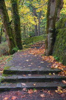 A path and steps through the woodland in the Columbia River Gorge.