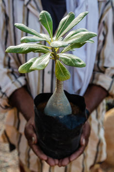 Man holding potted tropical plant