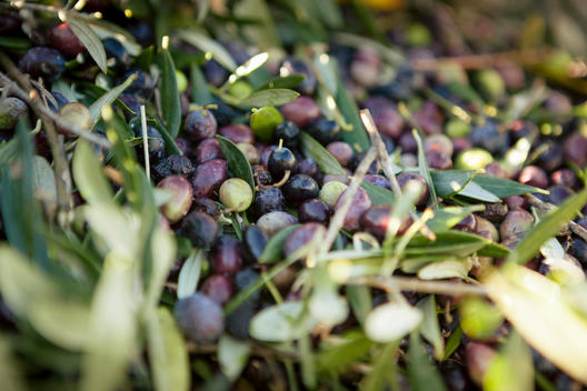 freshly picked olives