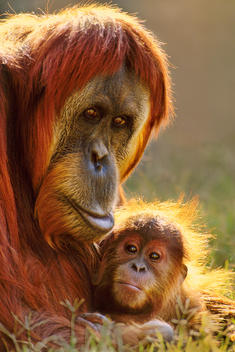 Sumatran orangutan mother and baby, Pongo abelii, Native to Sumatra