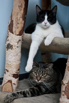 Two Cats Lounge At A Pet Shelter.