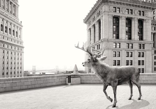 Deer on a rooftop in New York. Series Lost Animals by Tom Nagy