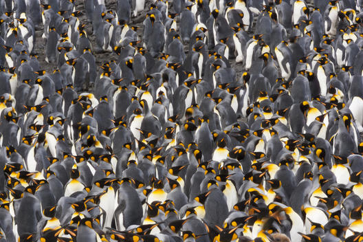 King Penguins, Aptenodytes patagonicus, in a bird colony on South Georgia Island, on the Falkland islands.