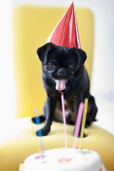 Dog in party hat examining birthday cake