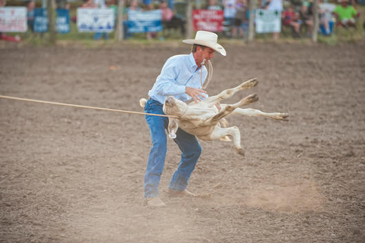 USA, Texas, Man holding rope of calf at rodeo