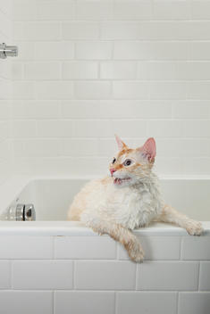 A wet orange and white cat starts to climb out of a bathtub while hissing