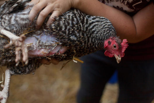 volunteer holds hen to demonstrate health, at Imani Garden chicken coop, run by BK Farmyards