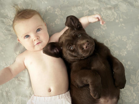 Baby Girl And Chocolate Labrador Puppy