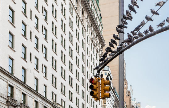 Pigeons Resting On A Street Light In New York City.