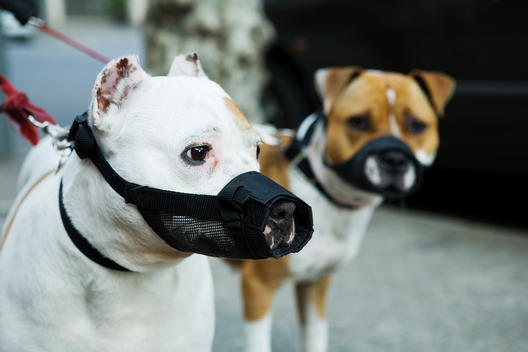 Dogs Wearing A Muzzle While Out Walking On A City Street
