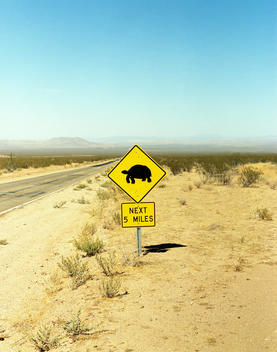 A Tortoise Sign In The Desert.