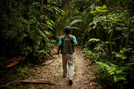 Chalalan Ecolodge Guide Walking Through The Forest Looking For Birds.