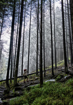 The photographer in a forest - (Dolomites mountains)