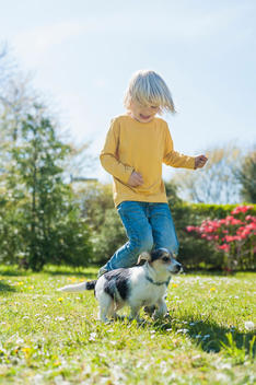 Boy playing with Jack Russel Terrier puppy in garden