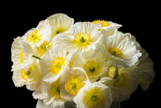 Close up of Bouquet of White Poppies