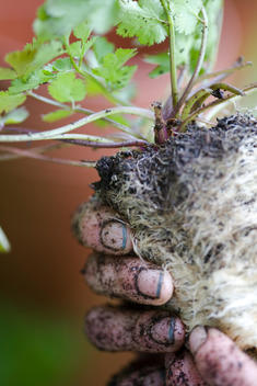Close up of man\'s dirty hand holding plant and plant roots