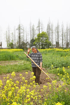 Smiling elderly female farmer working in field, near Dianshan Lake, Shanghai, China