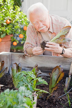 Older Asian man planting vegetables