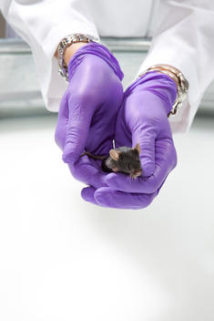 A mouse is being held by a woman\'s gloved hands