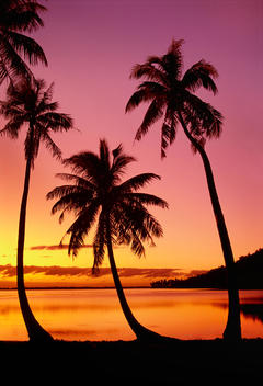 Palms at sunset, Bora Bora, Tahiti