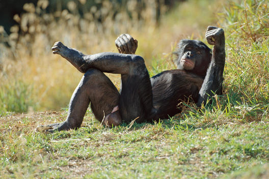 Bonobo male resting, Pan paniscus, native to Congo, DRC, Democratic Republic of the Congo
