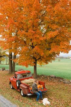 Older white man having a thermos of coffee on the tailgate of a classic old pick up truck with hay bales, pumpkins and a large dog under an orange maple tree in peak color.