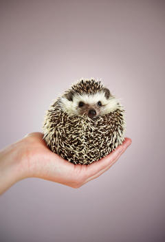 hedgehog in a kid\'s hand