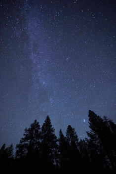 Silhouetted trees and starry sky at night, Diamond Lake, Oregon, USA