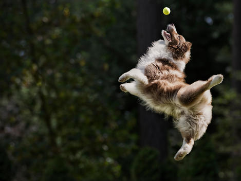 Dog catching tennis ball in mid air