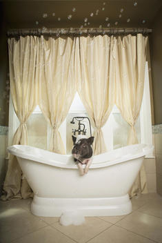 A mini pot bellied pig in a bathtub, looking through the shower curtain.