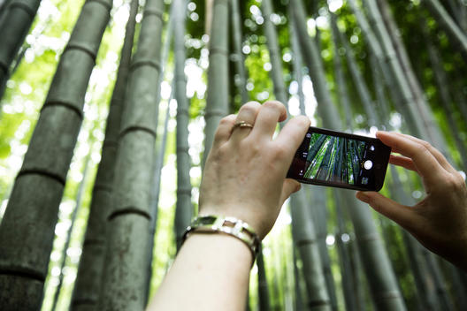 Girl taking a picture of the bamboo forest with her smart phone