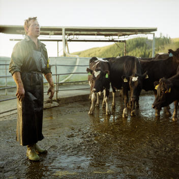 Dairy Farmer In The Holding Pen For The Cows Waiting To Be Milked.