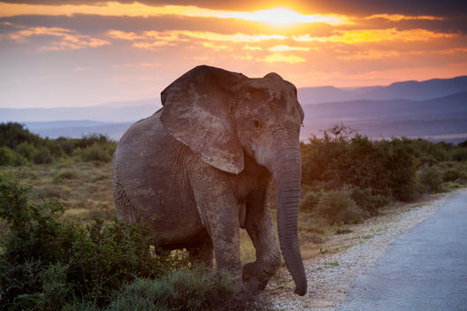 African Elephant steps into the road at sunset.