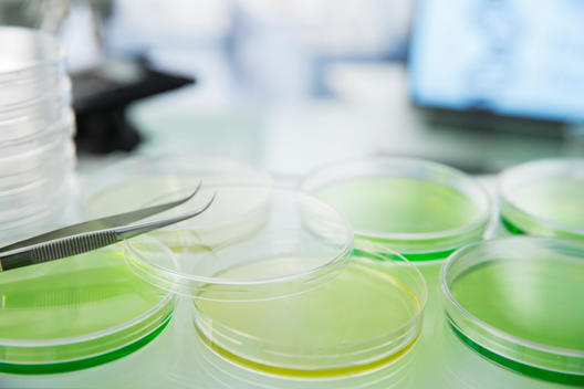 Cultures in petri dishes on counter in lab