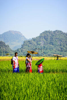 Asian family walking under parasols in rural field