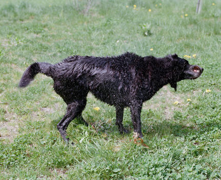 Black dog shaking water off of his fur with his lips flapping around on a green field.