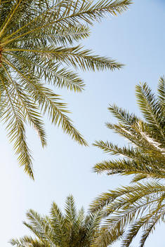 Date Palm Trees.