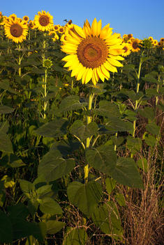 sunflower farmlands