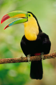 Keel-billed toucan, Ramphastos sulfuratus, Belize