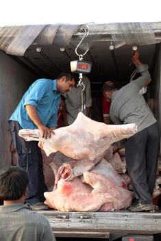 People Hanging Huge Chunk Of Meat On Scale On Truck Bed