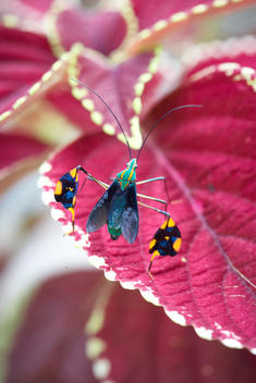 Osa Peninsula, jungle bugs, insects